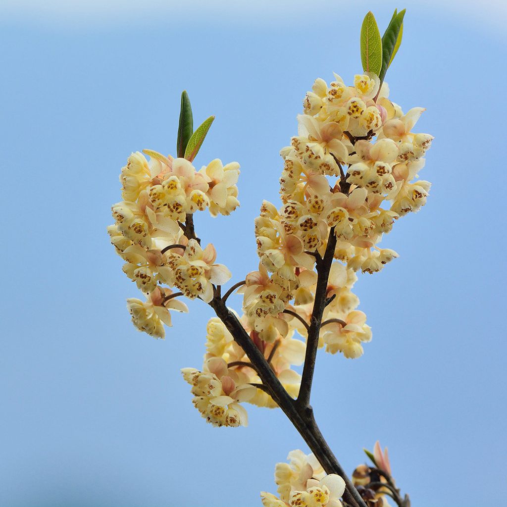 litsea-cubeba-organic.jpg