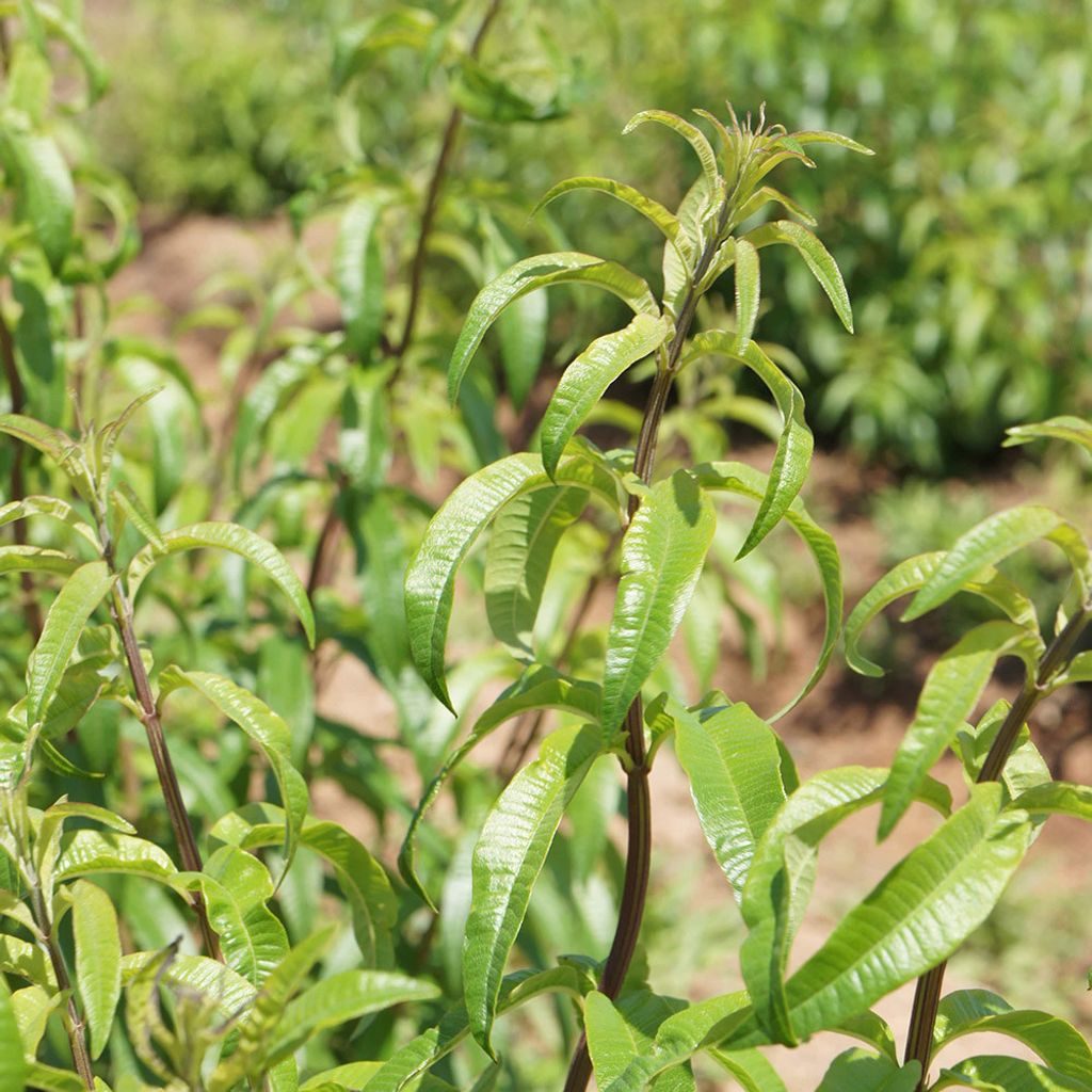 lemon-verbena-organic.jpg