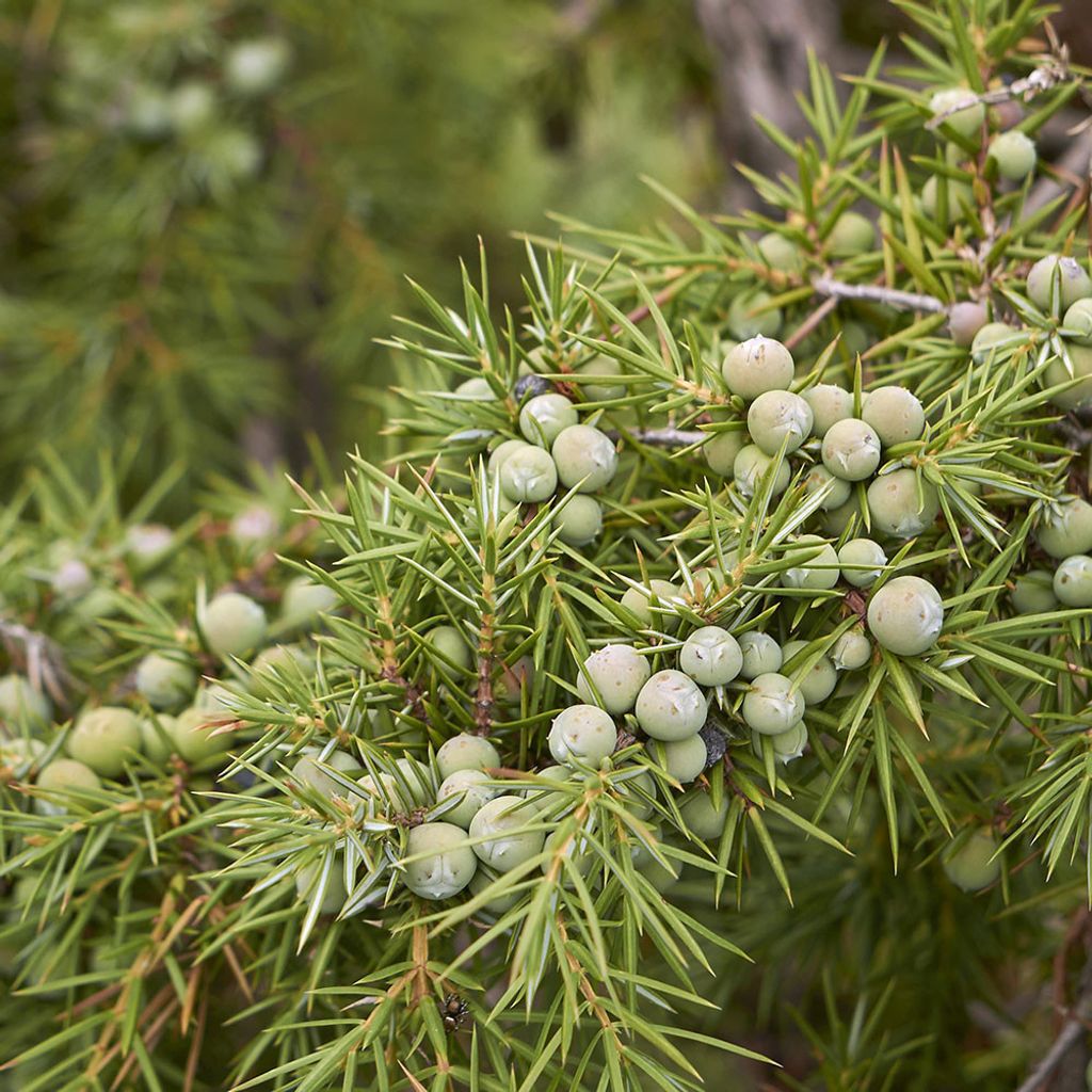 juniper-montana-organic.jpg