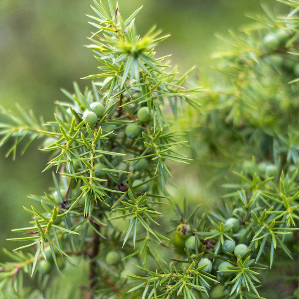 juniper-branch-organic.jpg