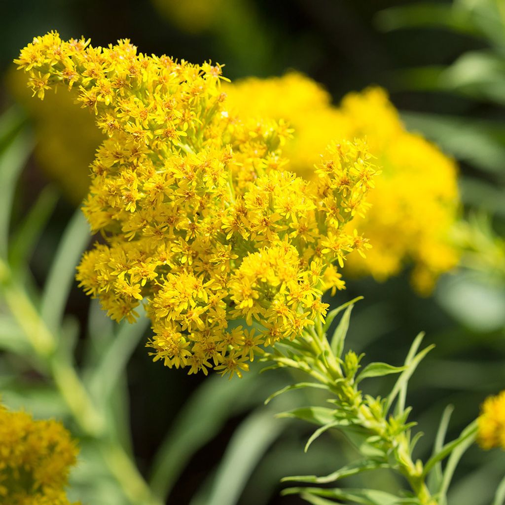 golden-rod-organic.jpg