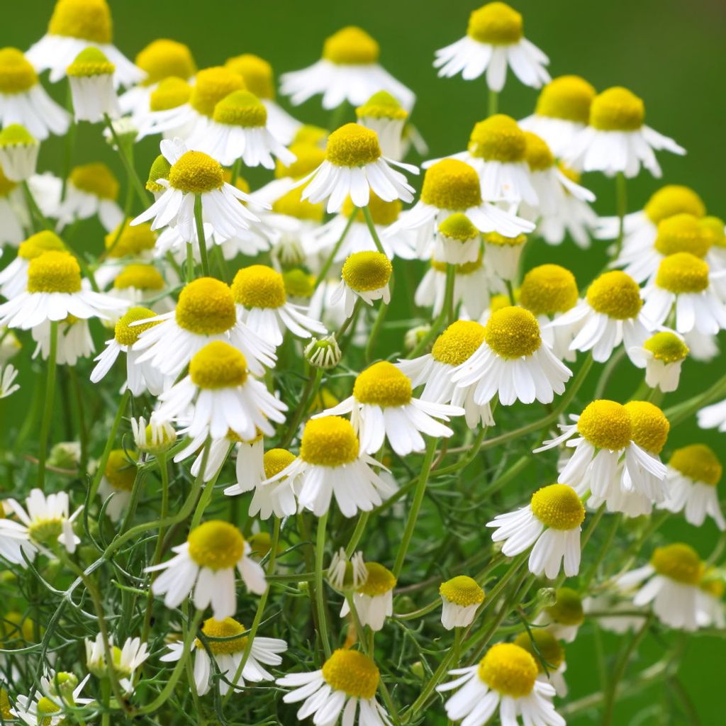 german-chamomile-organic.jpg