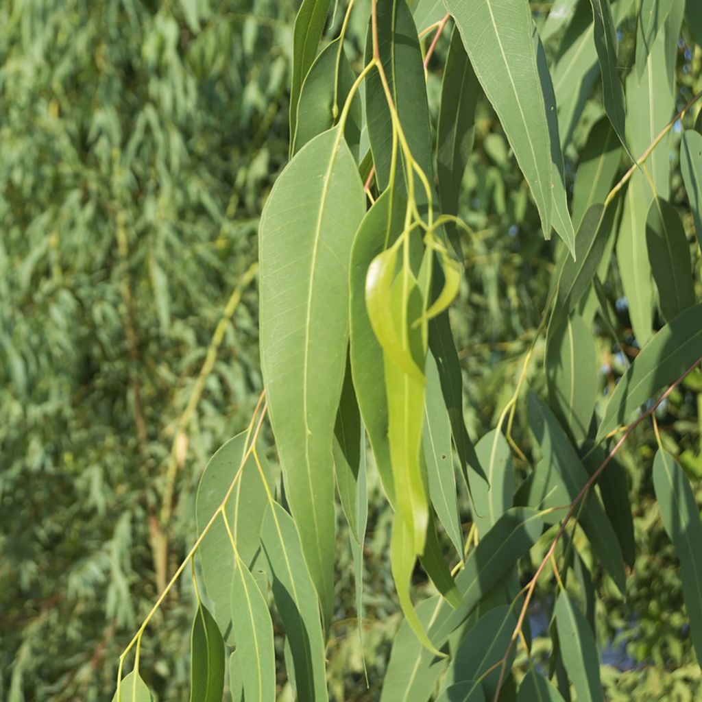 eucalyptus-smithii-organic.jpg