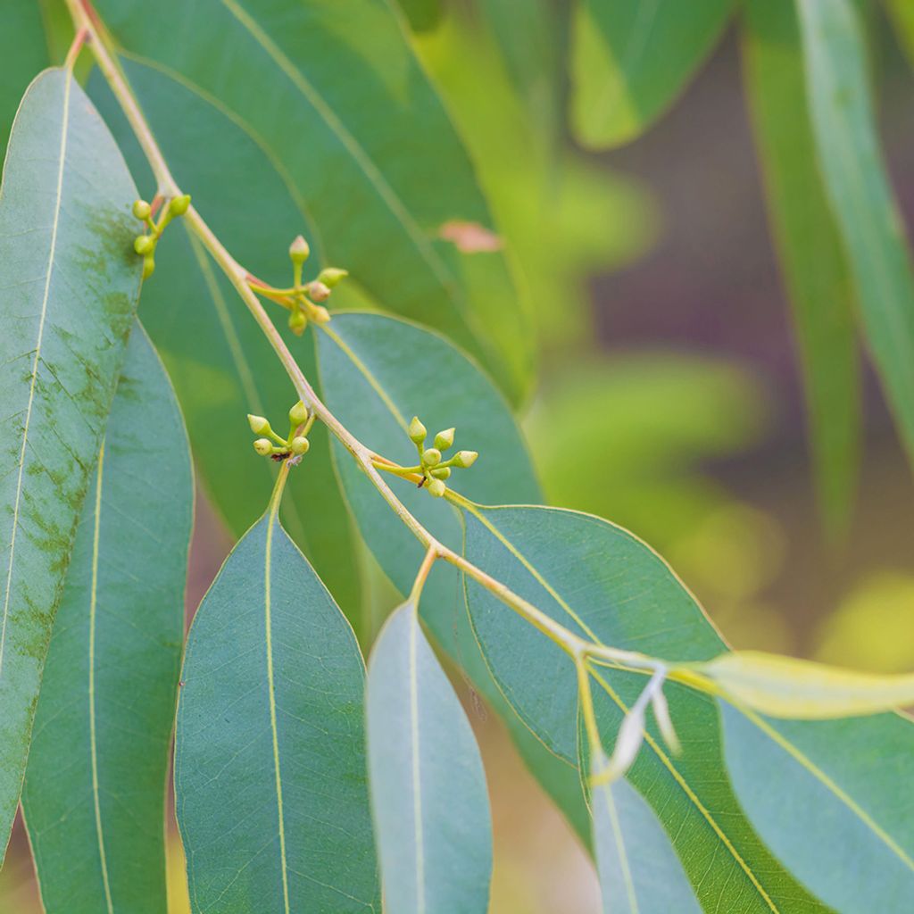 eucalyptus-lemon-organic.jpg