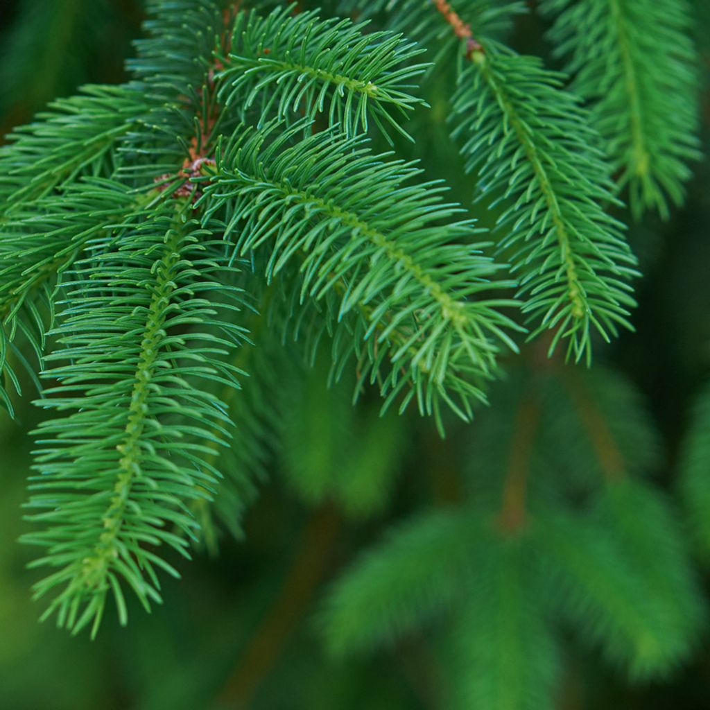 common-spruce-organic.jpg