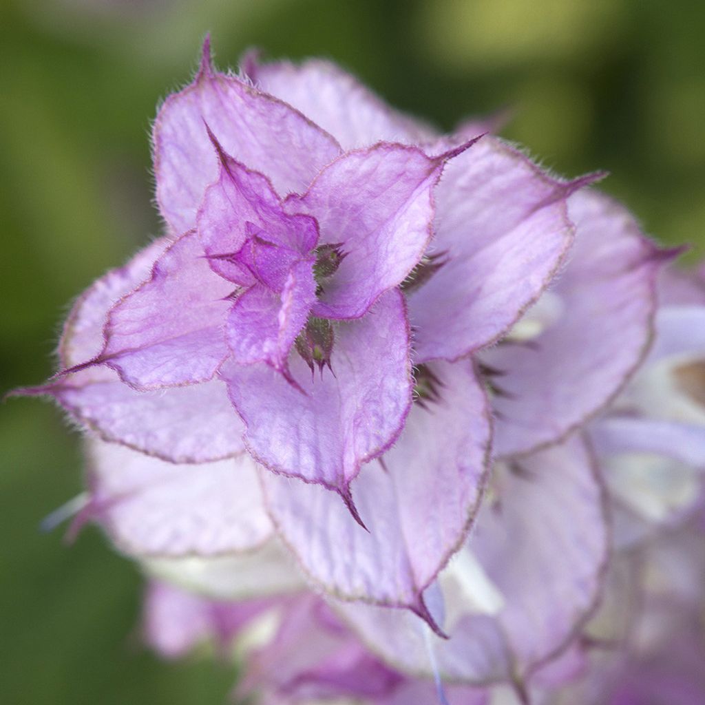 clary-sage-organic.jpg