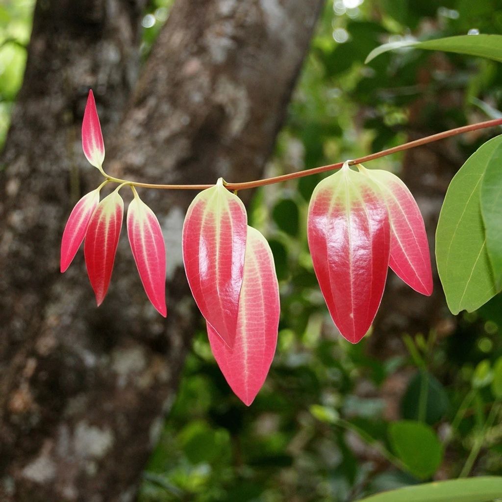 cinnamon-branch-organic.jpg