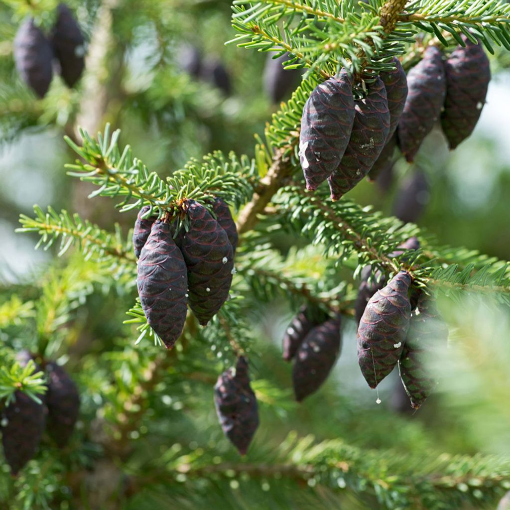 black-spruce-organic.jpg