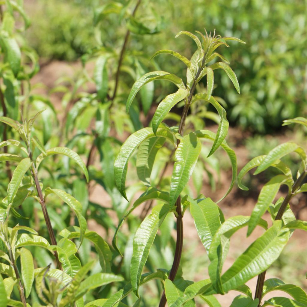 lemon-verbena-shower-gel.jpg