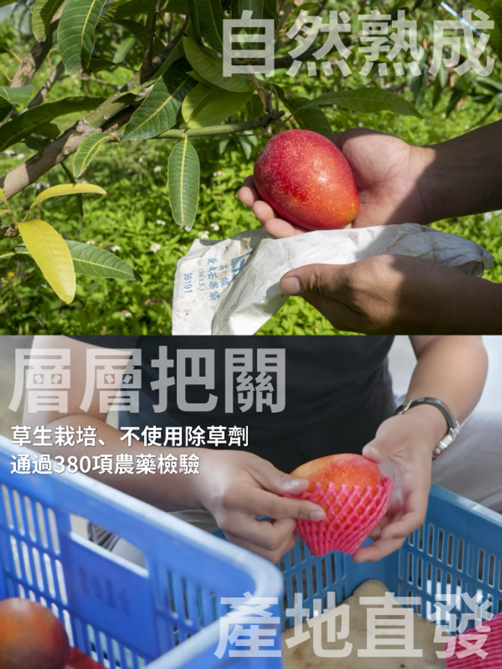🥭2026屏東枋山牛奶蜜香愛文芒果禮盒  25公斤裝+-5% (9-12顆裝)-3