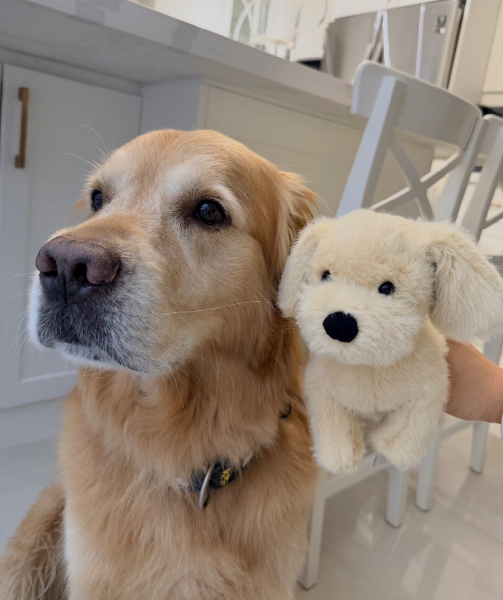 Jellycat 2026限量版 Golden Puppy 黃金獵犬寶寶 🐾21cm-2