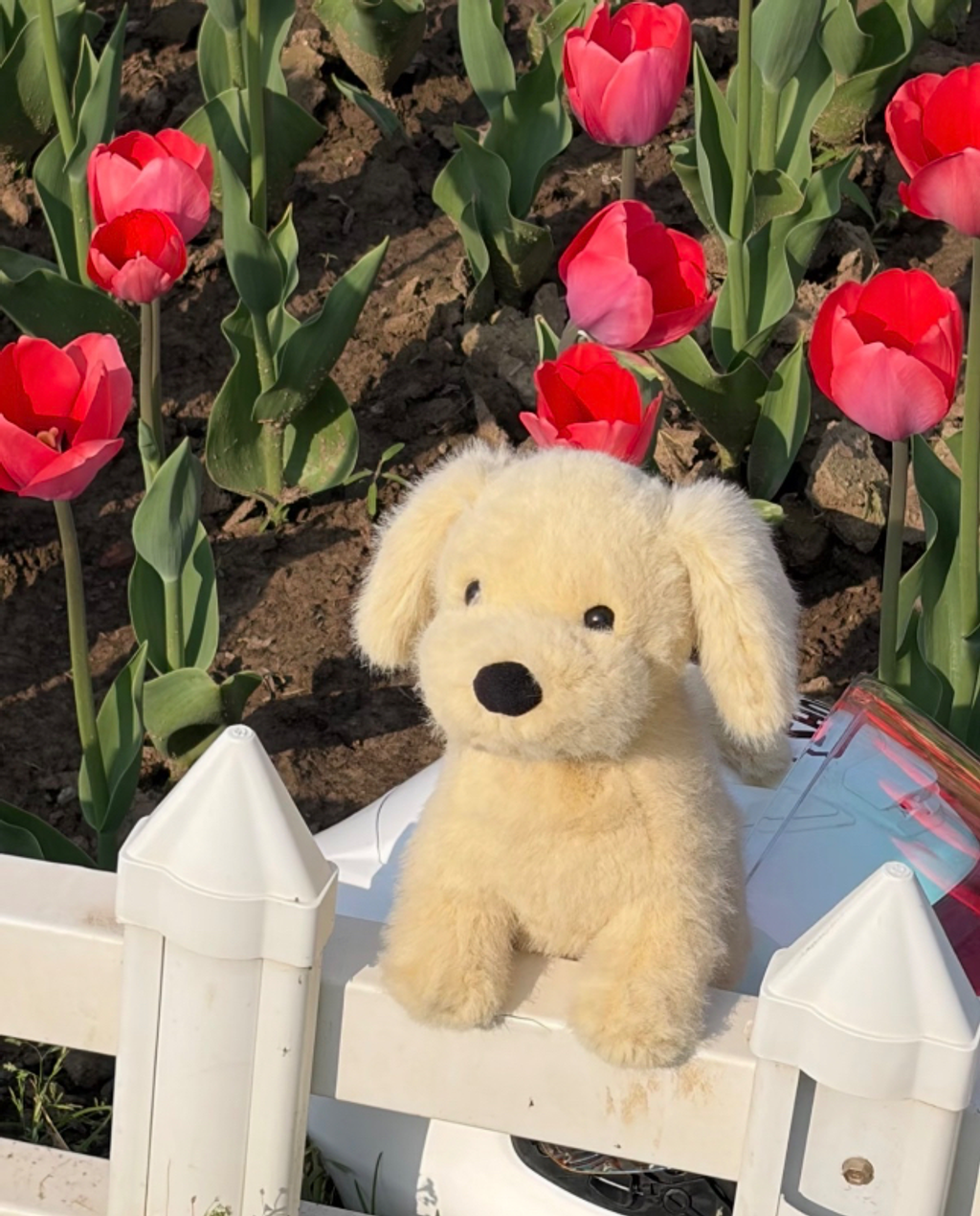Jellycat 2026限量版 Golden Puppy 黃金獵犬寶寶 🐾21cm-1