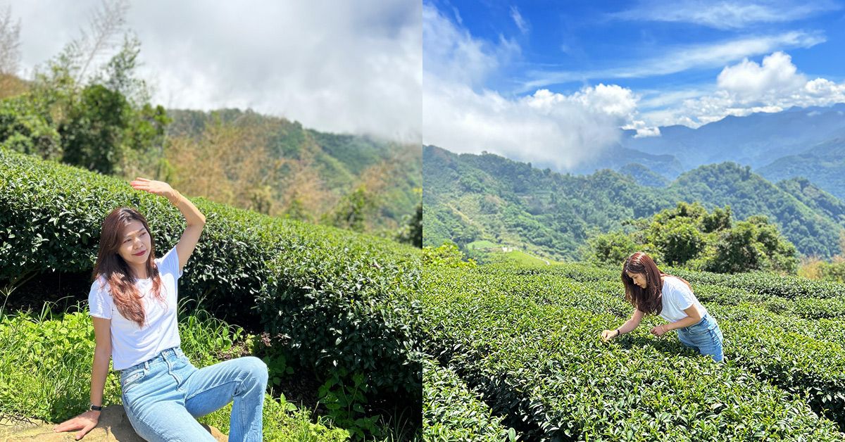 Judy老師《阿里山尋茶記》這裡的茶園好仙～好美呀～