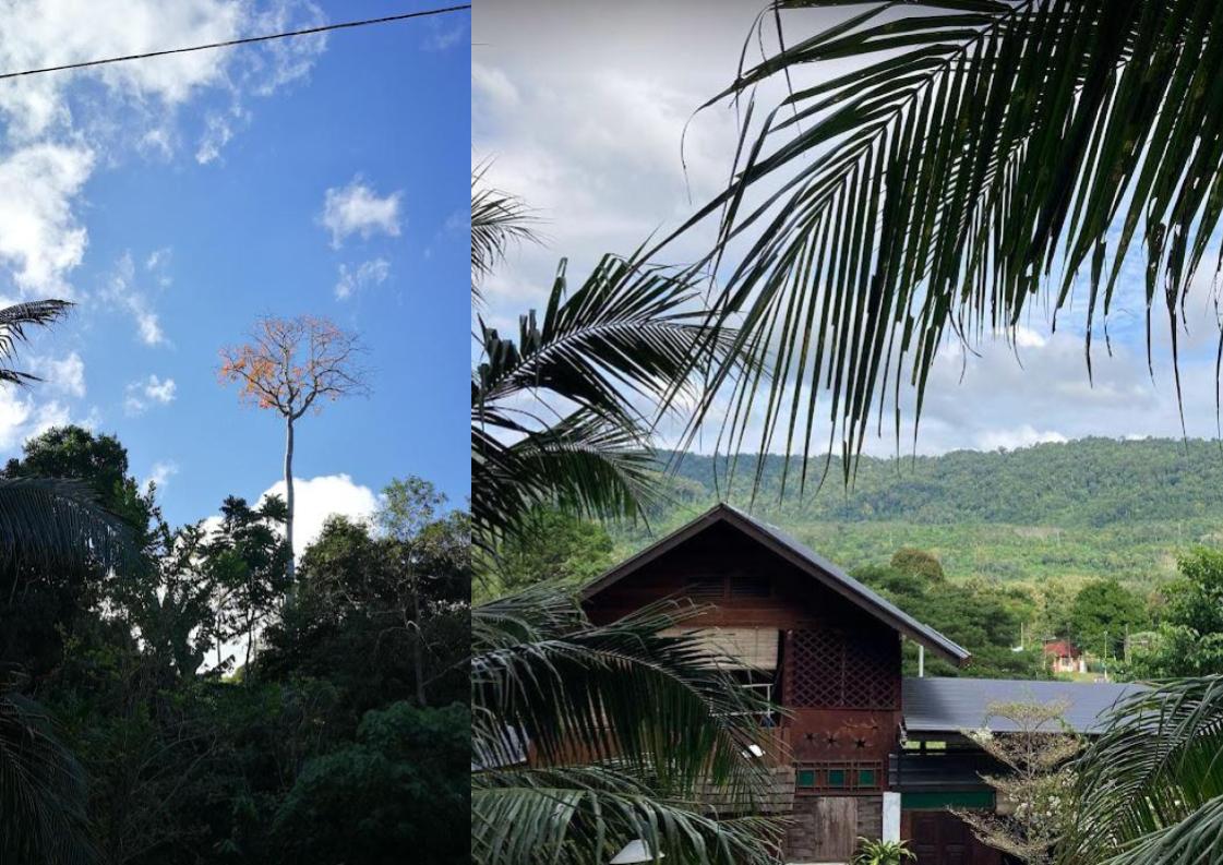 The Tall Tree and Valley