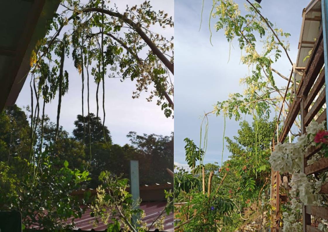 Moringa Tree in Dikaki