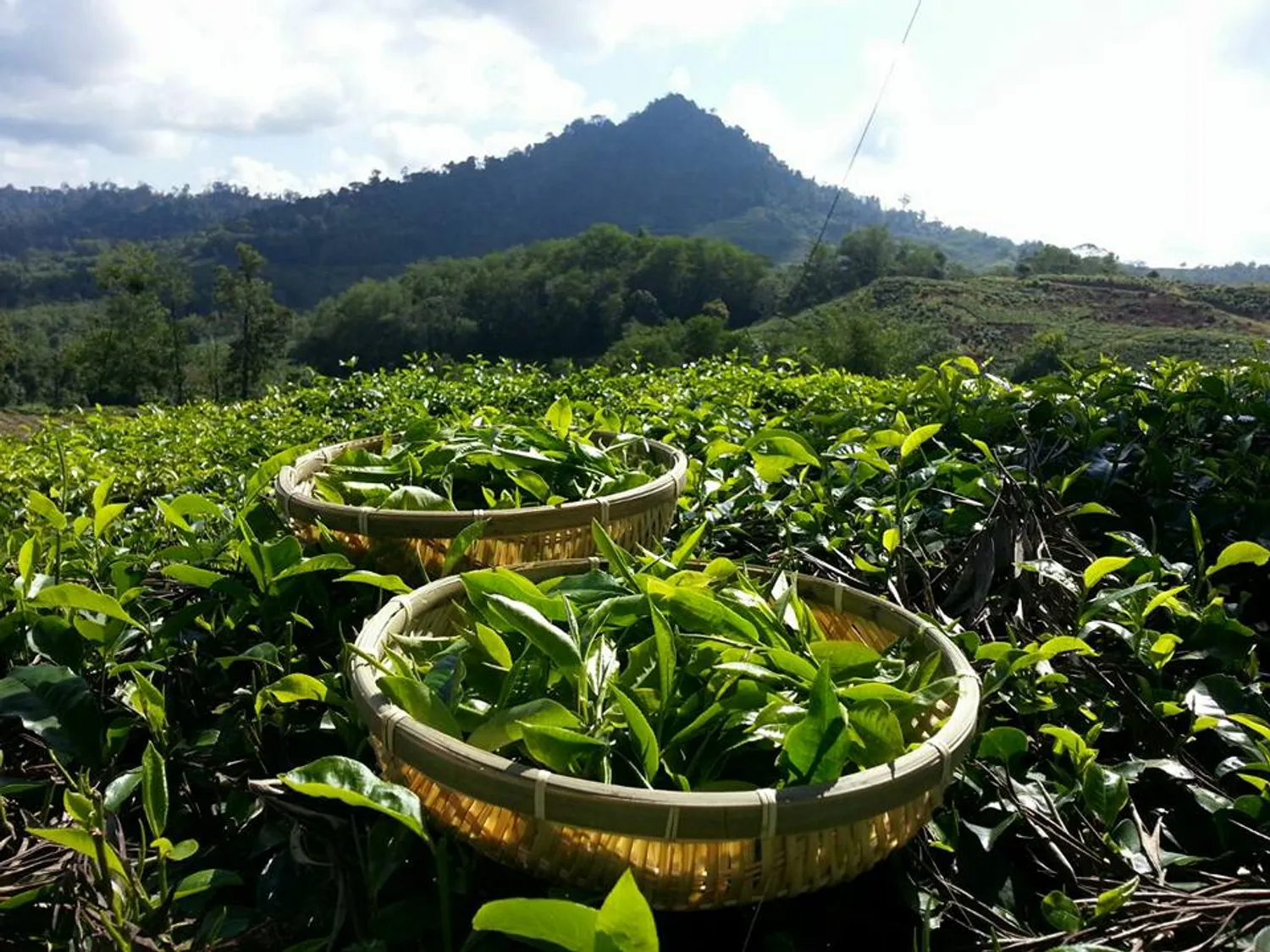 SabahTea-eShop | SABAH TEA