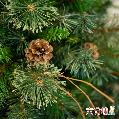 枯樹裸樹-細部1-L.jpg