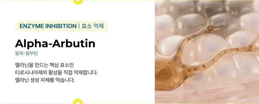 JuzBeauty_JuzBeautyMalaysia_JuzPretty_Authentic_Kbeauty_Malaysia_Skin_Care_Cosmetics_K-beauty_Health_Care_korean_streetwear_DRREJUGENE Hyper-infusion Mela-4X DR REJUGENE 高效焕活淡斑面霜22