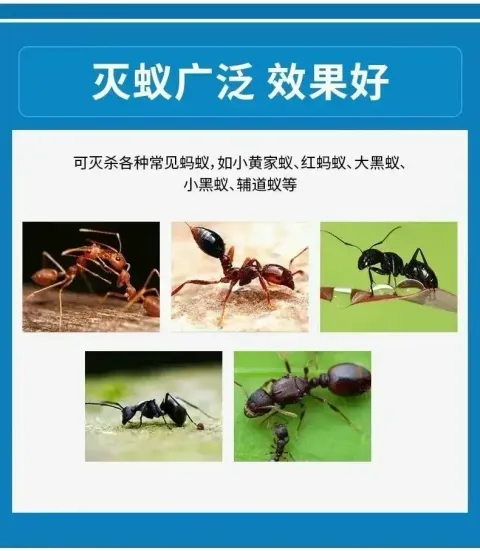 JuzBeauty-JuzBeautyMalaysia-JuzPretty-Authentic-Kbeauty-Malaysia-Skin-Care-Cosmetics-Jbeauty-Health-Care-korean-streetwear-New Ant Power 连环灭杀蚂蚁药2
