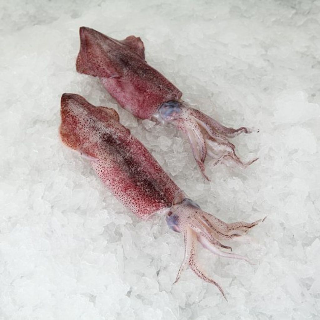 Sotong-Putih-White-Squid-300gram