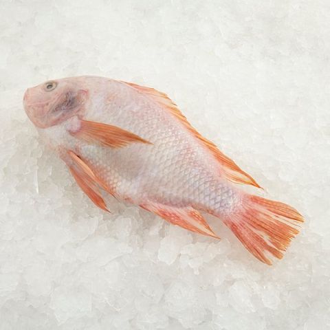 Talapia-Merah-Red-Tilapia