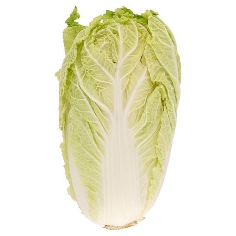 Chinese-Cabbage-Kobis-Cina-x1