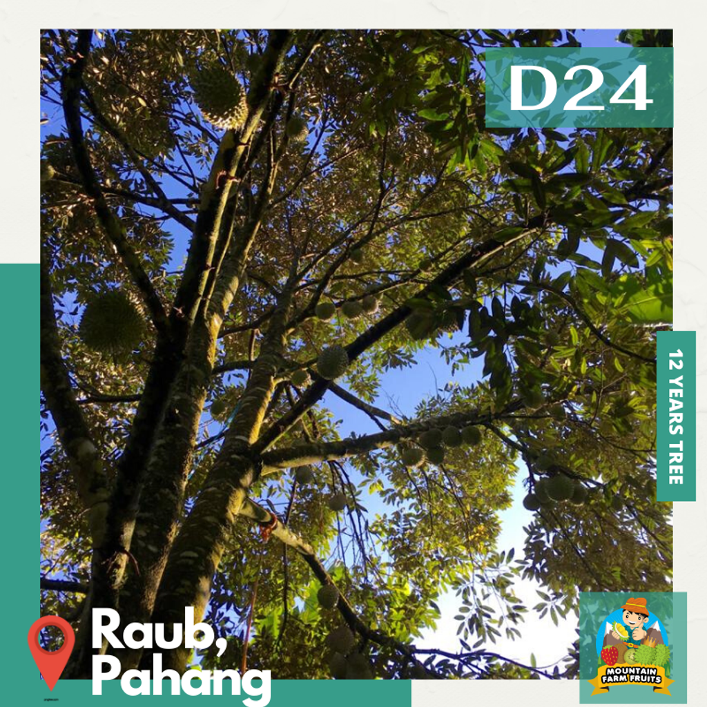 d24 tree 1.png