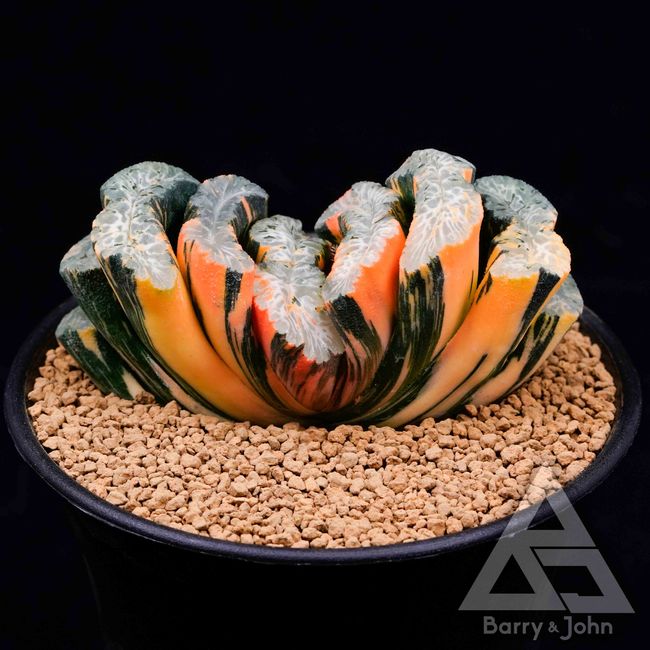 Barry & John |  - 所有植物