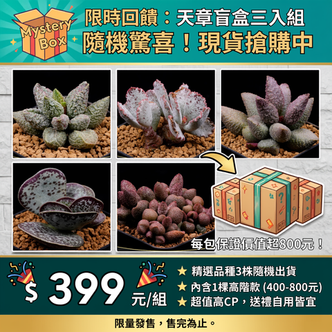 天章盲盒2