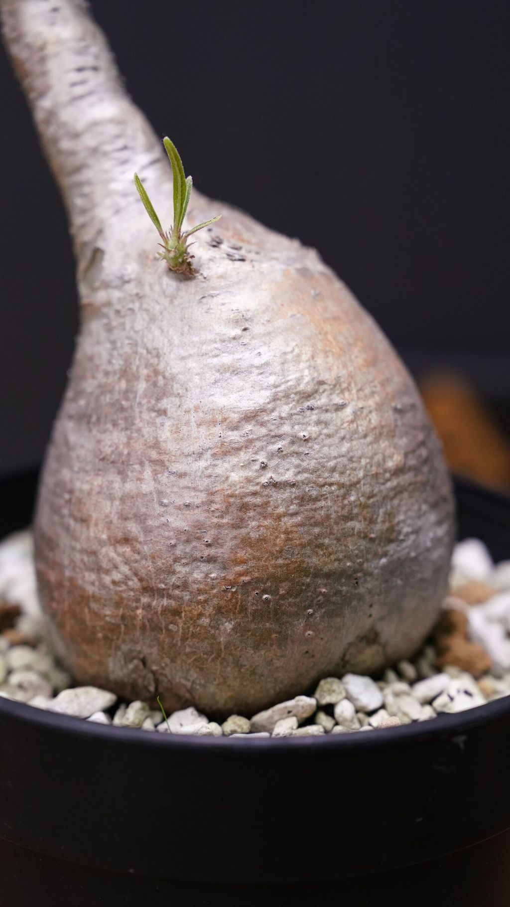 _DSC1251