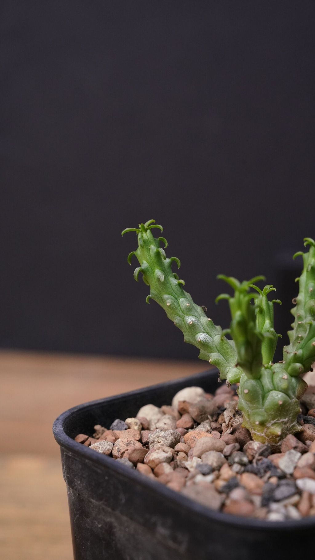 _DSC1353
