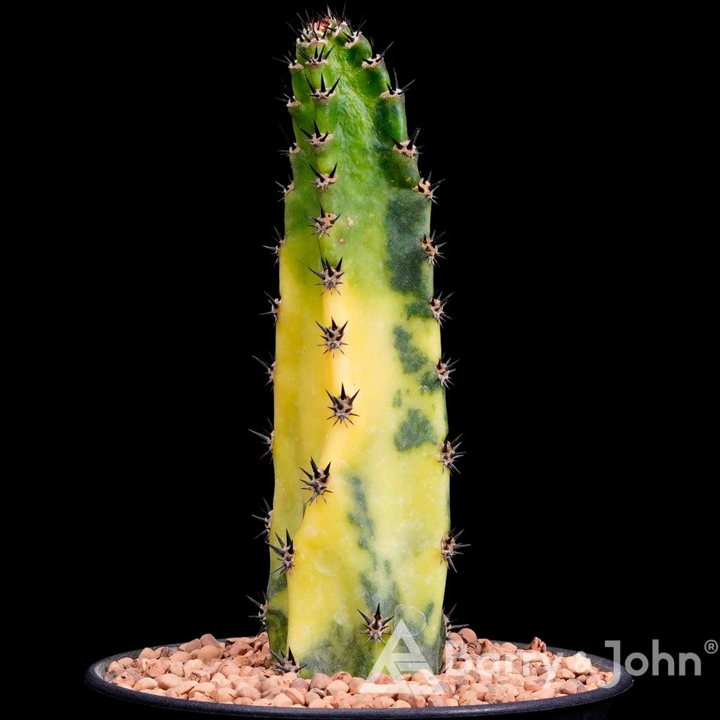 10-03