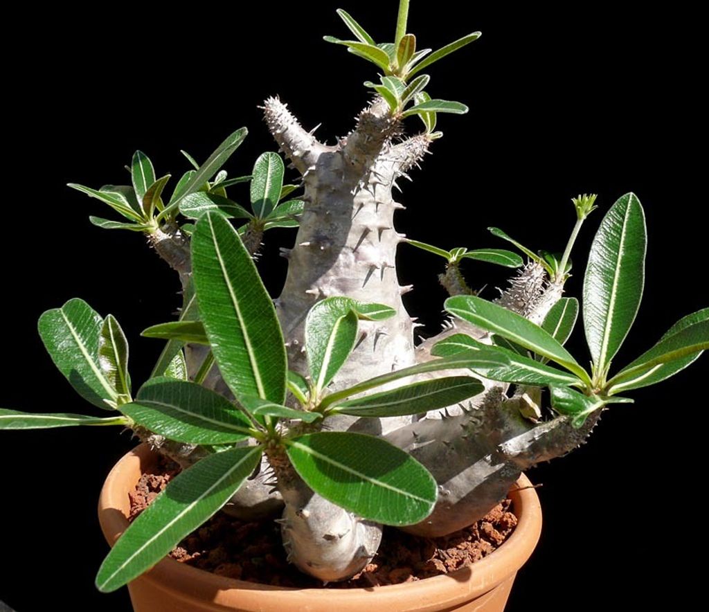 pachypodium_rosulatum4.jpg