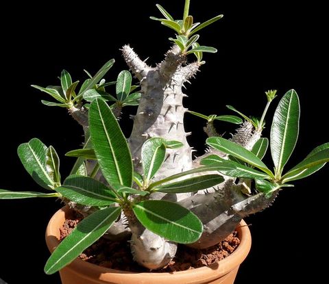 pachypodium_rosulatum4.jpg