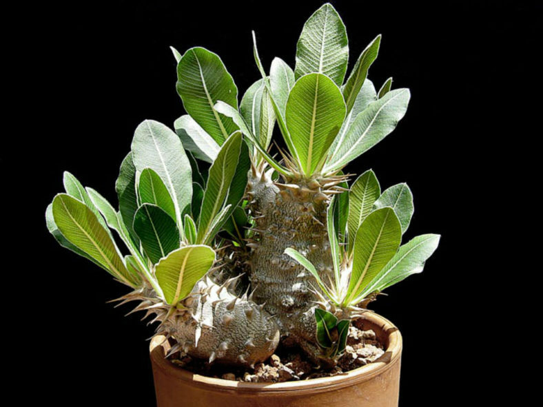 Pachypodium-rosulatum-Elephants-Foot-Plant2-788x591.jpg