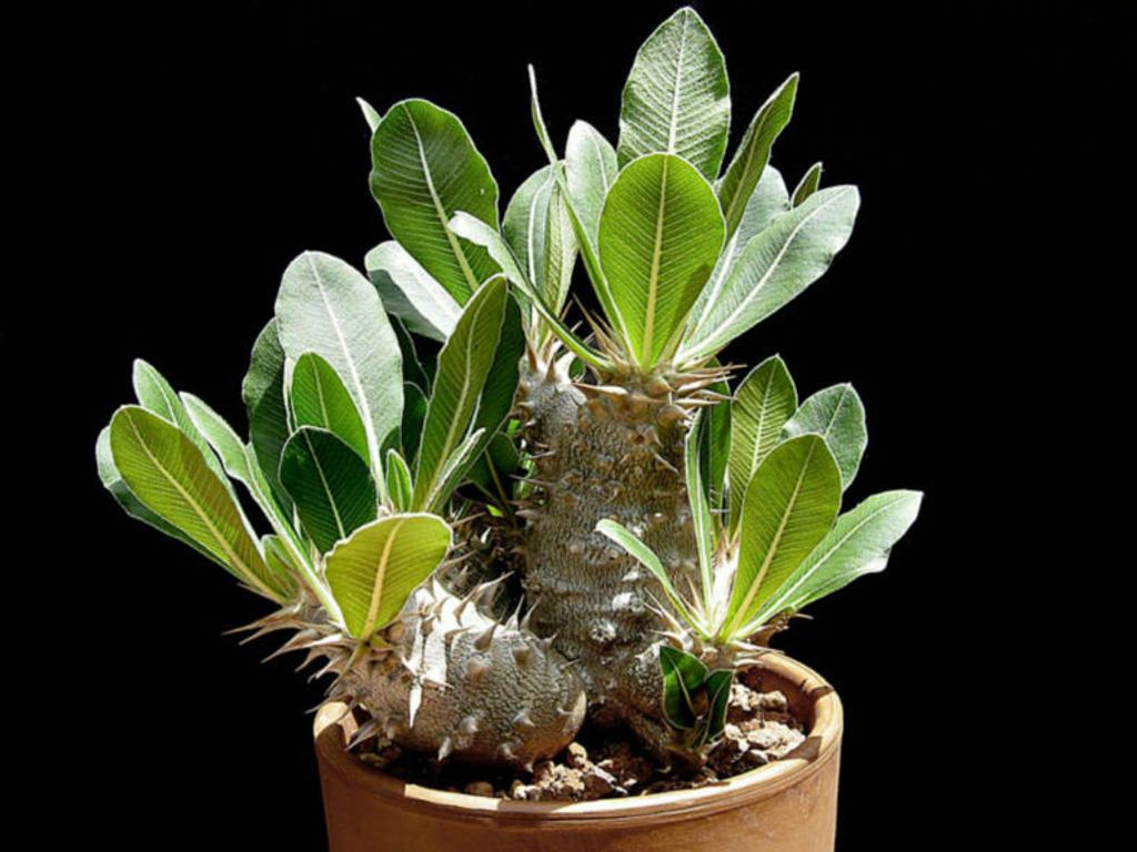 Pachypodium-rosulatum-Elephants-Foot-Plant2-788x591.jpg