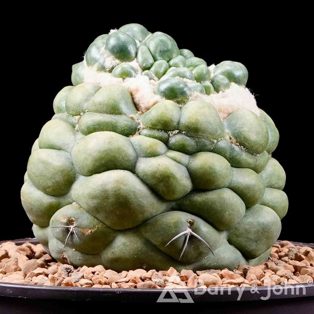 06-04