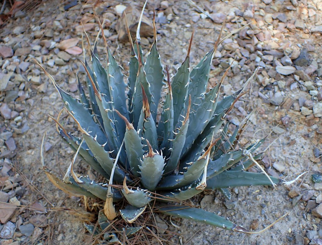 Agave_utahensis_var_nevadensis_kz1