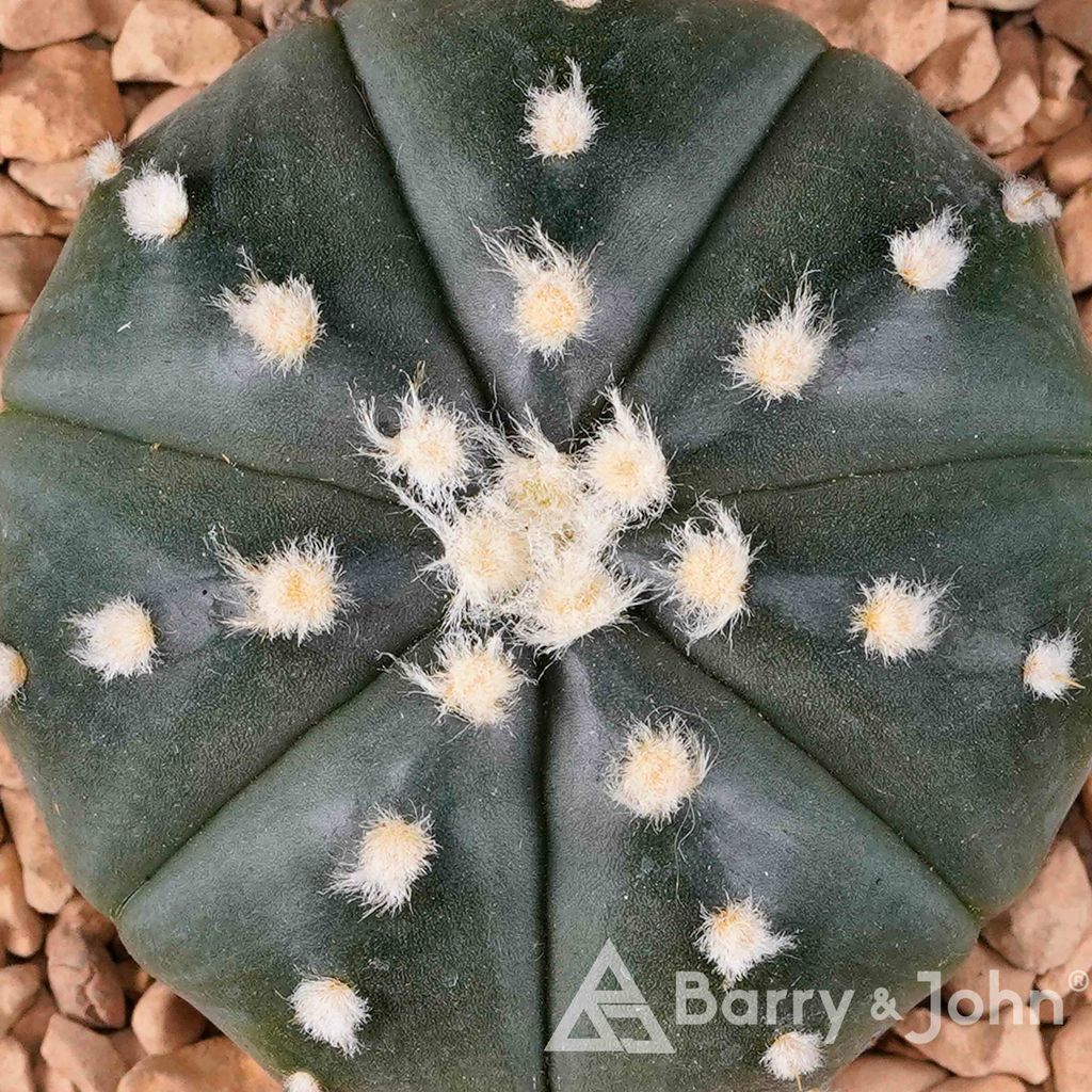 07-02