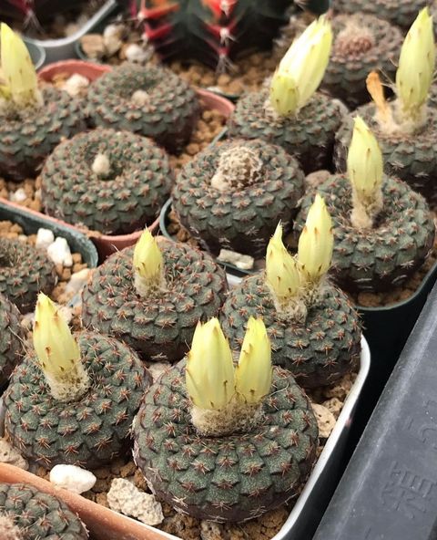 天惠丸