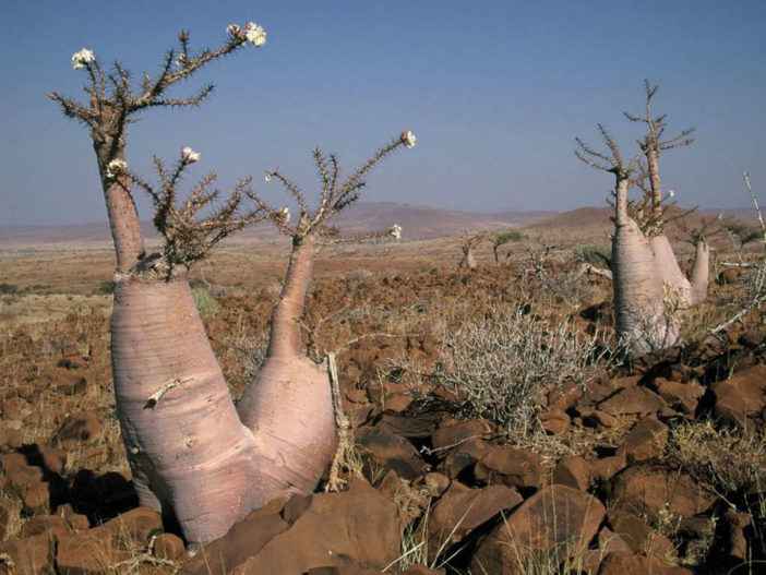 Pachypodium-lealii-Bottle-Tree4-702x527