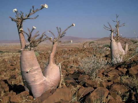 Pachypodium-lealii-Bottle-Tree4-702x527