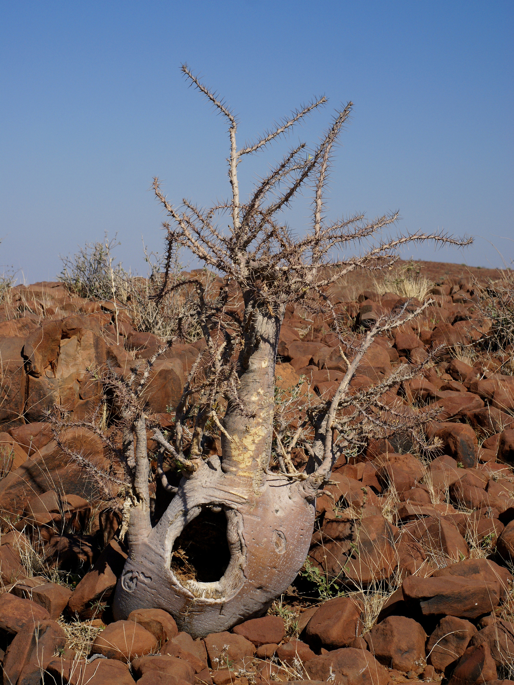 Pachypodium_lealii