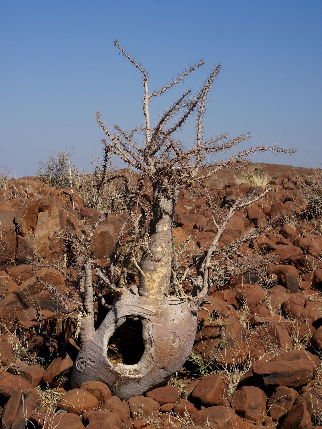 Pachypodium_lealii