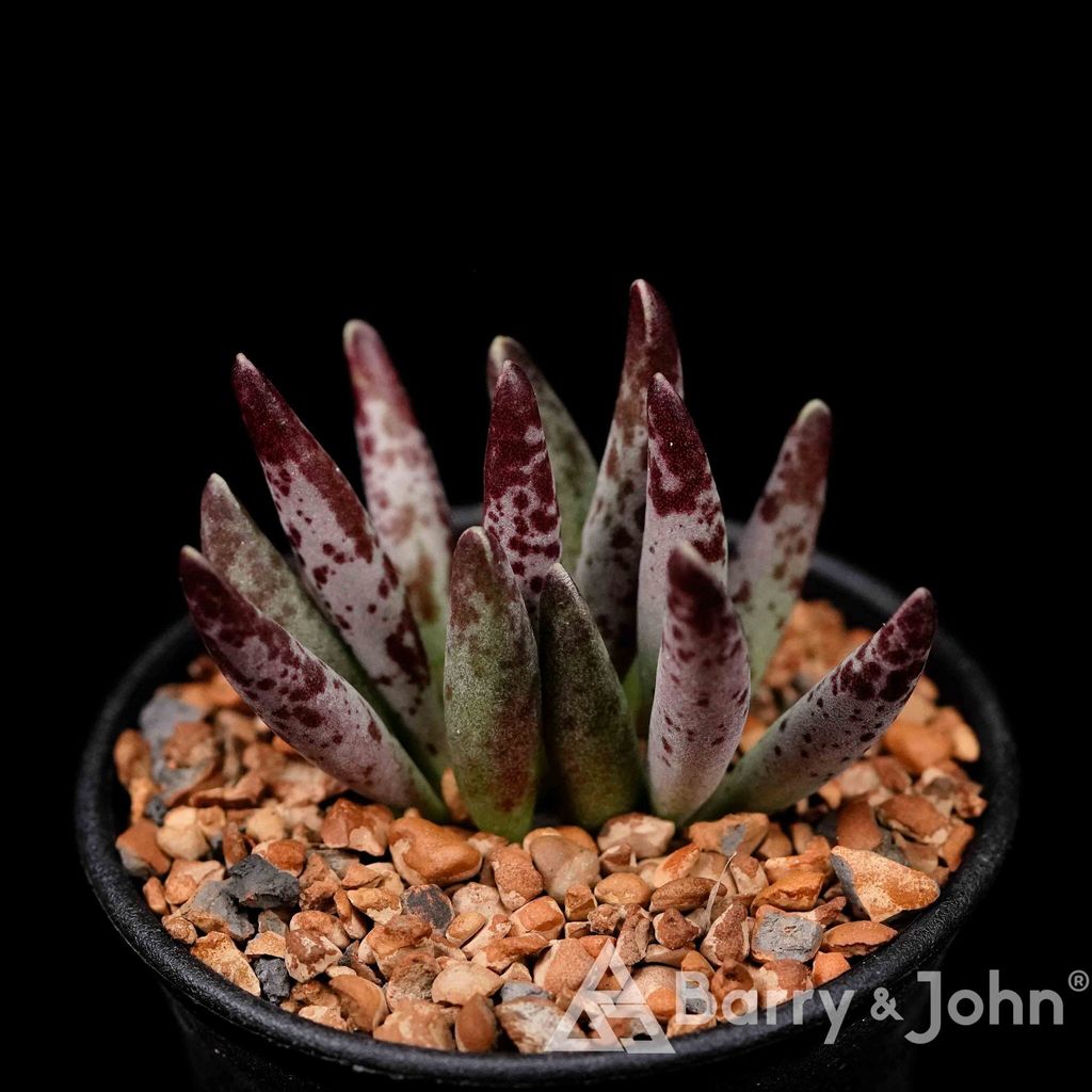 紅蜻蜓天章1