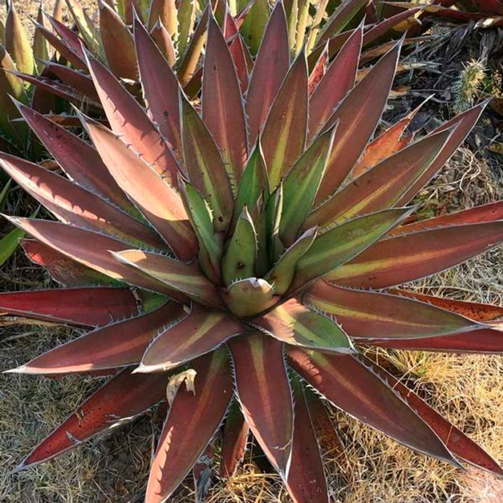 Agave-kerchovei-Huajapan-CC-by-sa-Ray-Martinez-Jimenez-e1652875229848-600x600