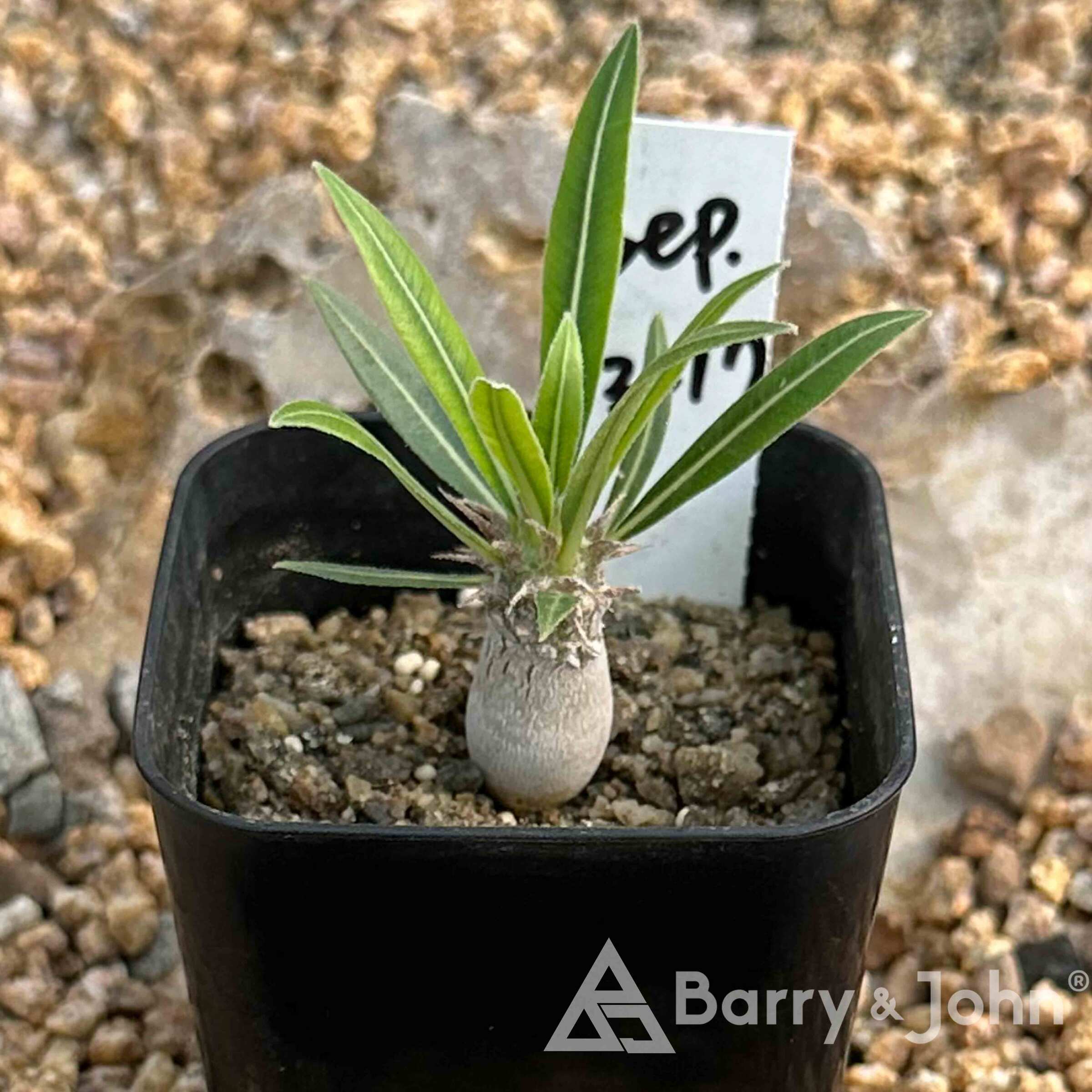 象牙宮｜塊根實生苗｜Pachypodium rosulatum var. gracilius｜ – Barry