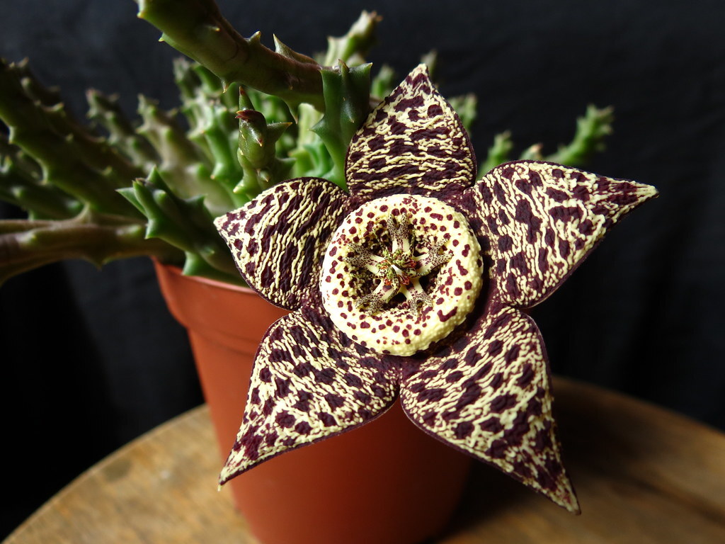 orbea variegata