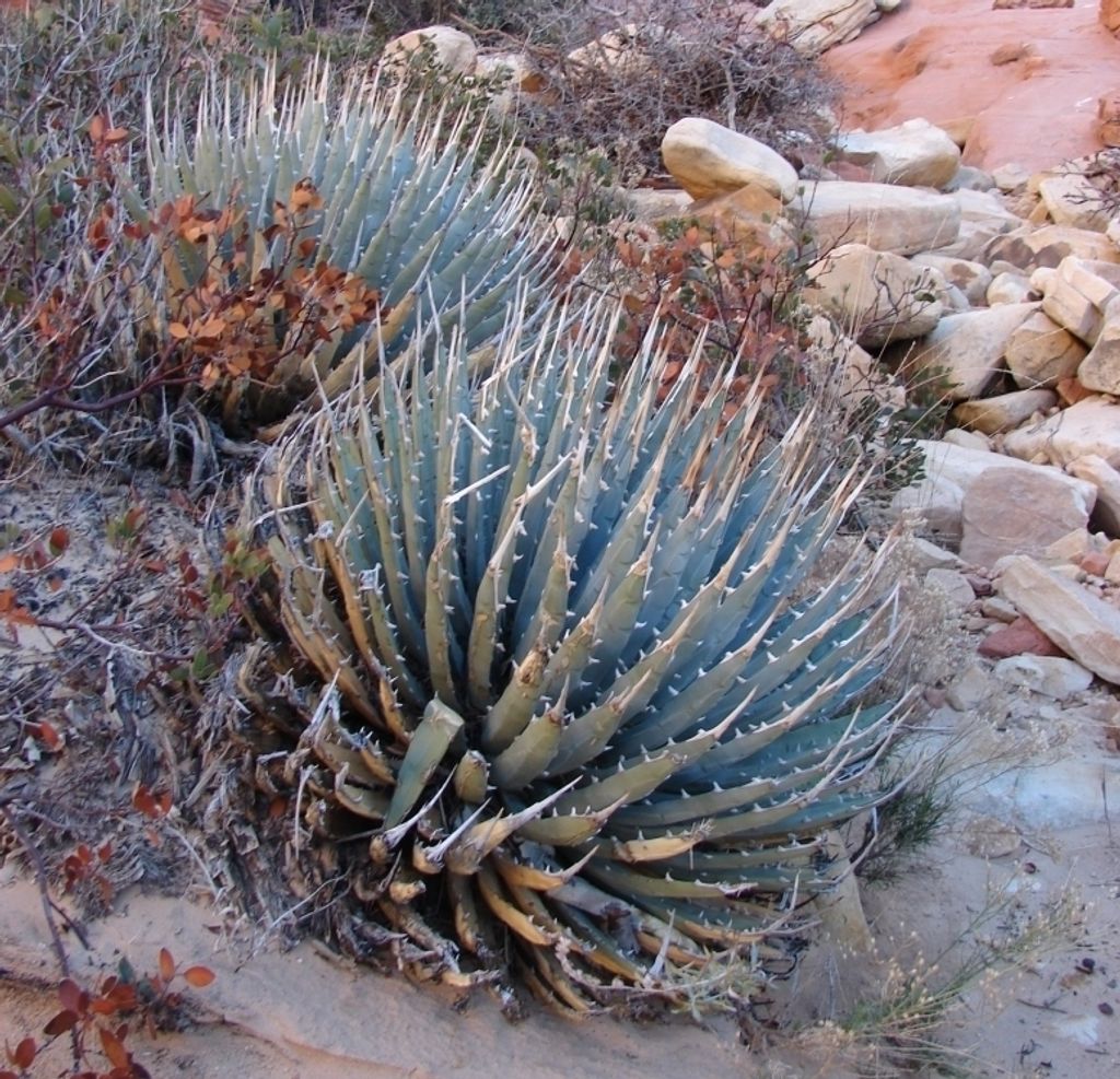 Agave_utahensis_var._utahensis_22395_l