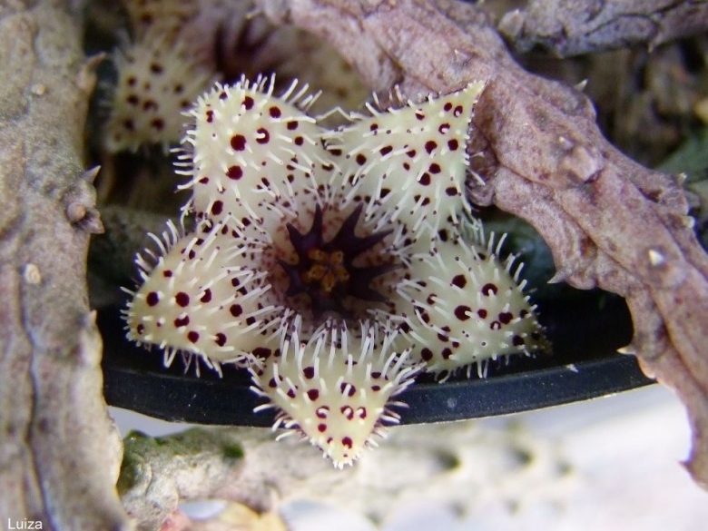 Stapelianthus Madagascariensis 海馬